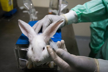 A researcher injects a test vaccines on a lab rabbit at the MCI Sante Animale laboratory where MCI is developing a bivalent Rift Valley Fever (RVF)/Lumpy Skin Disease (LSD) vaccine for cattle, and a t...