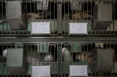 Caged lab animals at the MCI Sante Animale laboratory where MCI is developing a bivalent Rift Valley Fever (RVF)/Lumpy Skin Disease (LSD) vaccine for cattle, and a trivalent Sheep and Goat Pox (SGP),...