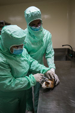 Researchers inject a lab guinea pig with a test vaccines at the MCI Sante Animale laboratory where MCI is developing a bivalent Rift Valley Fever (RVF)/Lumpy Skin Disease (LSD) vaccine for cattle, and...