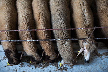 Sheep used for testing vaccines at a farm managed by MCI Sante Animale. MCI is developing a bivalent Rift Valley Fever (RVF)/Lumpy Skin Disease (LSD) vaccine for cattle, and a trivalent Sheep and Goat...