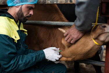 Research technicians take blood samples from cattle at a farm mangaged by MCI Sante Animale. MCI is developing a bivalent Rift Valley Fever (RVF)/Lumpy Skin Disease (LSD) vaccine for cattle, and a tri...