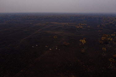 Cattle cross burnt pasture land on the Sao Francisco farm in rural Santo Antonio Leverger, in the Pantanal. More than 250 cattle died when the wild fire burned through 4,300 hectares of the farm.  S...