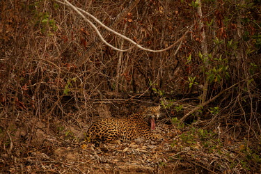 A jaguar rests on the banks of the Paraguay River amidst vegetation burned by wildfires. The Paraguay River is the source of the majority of the Pantanal's water. However, the water quality has been s...
