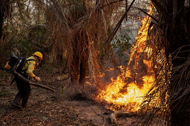 Members of the Brazilian Institute for the Environment and Renewable Natural Resources (IBAMA) fire brigade attempt to control a forest fire burning on the Santa Tereza farm in the Pantanal.  Since...
