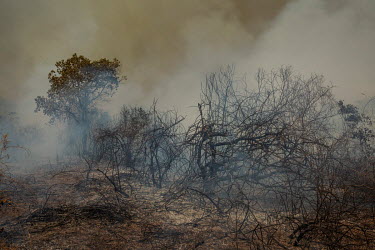 Forest devastated by wildfires alongside the Transpantaneira road in the Pantanal.  Members of the Brazilian Institute for the Environment and Renewable Natural Resources (IBAMA) fire brigade attemp...