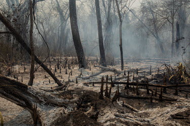 A thick layer of ash covers the ground after fire swept through forestland on the Santa Tereza farm in the Pantanal .~~Since the beginning of 2020, the Pantanal has been facing the largest destruction...