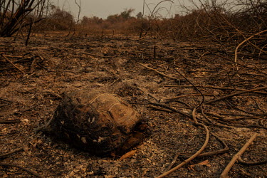 A dead tortoise, killed by a wildfire, lies beside the Transpantaneira road, in the Pantanal.~~Since the beginning of 2020, the Pantanal has been facing the largest destruction by burning in its histo...
