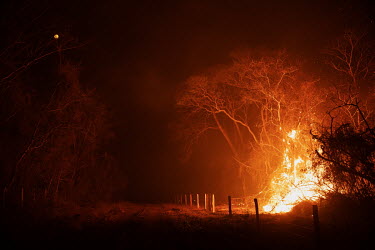 Flames engulf trees and undergrowth as a forest fire burns on the Santa Tereza farm, in the Pantanal of Mato Grosso do Sul. Since the beginning of 2020, the Pantanal has been facing the largest destru...