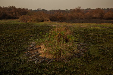 Caimans take refuge from wildfires on an island in the middle of one of the few lagoons alongside the Transpantaneira road in the Pantanal that has not dried out.~~Since the beginning of 2020, the Pan...