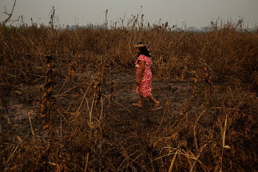 Sandra Guato, a resident of the Baia dos Guato (Indigenous Area), in the Pantanal, walks through an area of burnt vegetation near her home on the banks of the Cuiaba River. The Guato, the first inhabi...