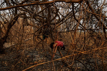 An indigenous Indian boy plays among the burned undergrowth on land destroyed by wildfires that hit Baia dos Guato (Indigenous Area), in the Pantanal. 83% of the reserve's 19,287 hectares total area w...