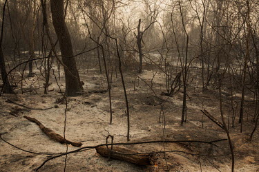A thick layer of ash covers the ground after fire swept through forestland on the Santa Tereza farm in the Pantanal.  Since the beginning of 2020, the Pantanal has been facing the largest destructio...