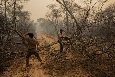 Workers from the Santa Tereza farm, in the Pantanal, remove burned trees that fell onto a road during a wildfire that swept through the region. The flames destroyed more than 60% of the 63,000 hectare...