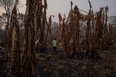 Indigenous Indian, Guilherme Pedroso da Silva, walks through his banana plantation that was totally destroyed when wildfires hit Baia dos Guato (Indigenous Area), in the Pantanal. 83% of the reserve's...