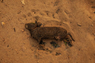 An agouti, burned to death by the forest fire that swept through the Santa Tereza farm in the Pantanal, lies on the ground after the flames have passed. The forest fires in the region were so intense...