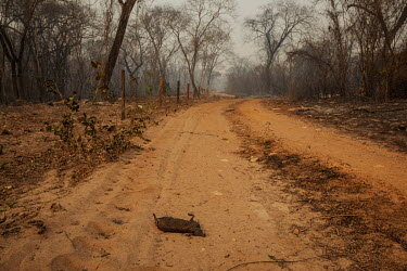 An agouti, burned to death by the forest fire that swept through the Santa Tereza farm in the Pantanal, lies on the ground after the flames have passed. The forest fires in the region were so intense...