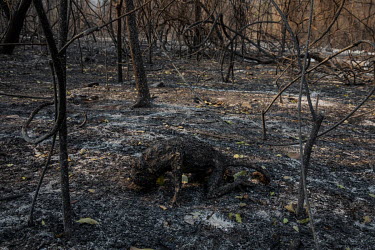 A Bugio monkey left carbonised after it was burned to death by a forest fire that swept through the Santa Tereza farm in the Pantanal. The forest fires in the region were so intense that not even the...