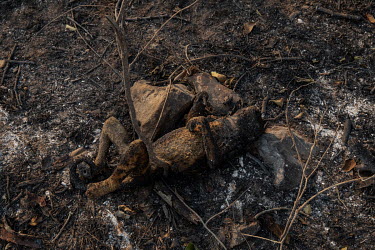 A Bugio monkey left carbonised after it was burned to death by a forest fire that swept through the Santa Tereza farm in the Pantanal. The forest fires in the region were so intense that not even the...
