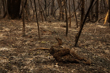 A bird left carbonised after it was burned to death by a forest fire that swept through the Santa Tereza farm in the Pantanal. The forest fires in the region were so intense that not even the fastest...