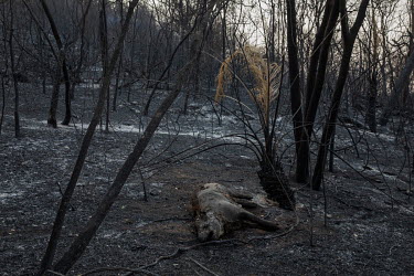 A dead tapir in a forest devastated by fire at the Santa Tereza farm in the Pantanal.  Since the beginning of 2020, the Pantanal has been facing the largest destruction by burning in its history. Fr...