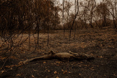 A caiman killed by wildfires lies beside the Transpantaneira road in the Pantanal.  Since the beginning of 2020, the Pantanal has been facing the largest destruction by burning in its history. From...