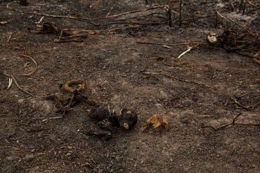 A carbonised monkey lies on the smouldering ground in Barao De Melgaco, an area of the Pantanal devastated by a wildfires from which even the swiftest of animals could not escape.  Since the beginni...