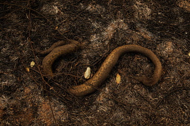 An anaconda killed during a wildfire that swept through the Santa Tereza farm, in the Pantanal. The flames destroyed more than 60% of the 63,000 hectare property which is dedicated to livestock and en...