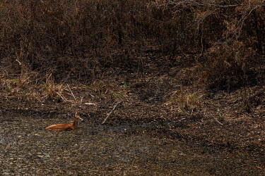 A deer takes refuge from a forest fire in a marshy lagoon beside a highway in the Pantanal.  A woodpecker killed as a result of a forest fire that swept through the Santa Tereza farm in the Pantanal...
