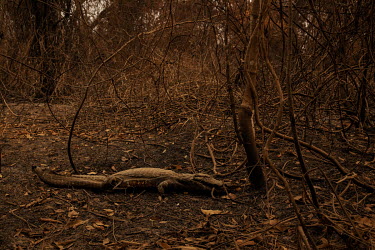 A caiman killed by wildfires lies beside the Transpantaneira road in the Pantanal.  Since the beginning of 2020, the Pantanal has been facing the largest destruction by burning in its history. From...