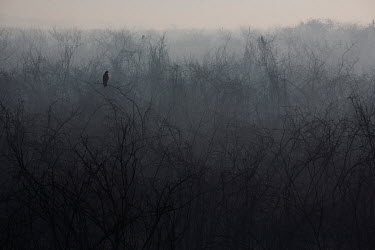 A bird of prey sits on a burnt branch as the surrounding vegetation, burned by wildfires, smoulders alongside the Porto Cercado road in the Pantanal.   Since the beginning of 2020, the Pantanal has...