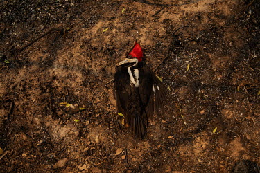A woodpecker killed as a result of a forest fire that swept through the Santa Tereza farm in the Pantanal. The flames destroyed more than 60% of the 63,000 hectare property which is dedicated to lives...