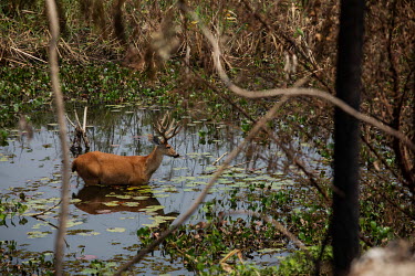 A deer takes refuge from a forest fire in a marshy lagoon beside a highway in the Pantanal.  Since the beginning of 2020, the Pantanal has been facing the largest destruction by burning in its histo...