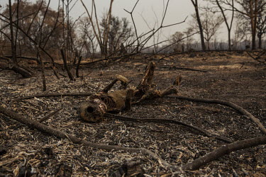 A carbonised monkey lies on the smouldering ground in Barao De Melgaco, an area of the Pantanal devastated by a wildfires from which even the swiftest of animals could not escape.  Since the beginni...