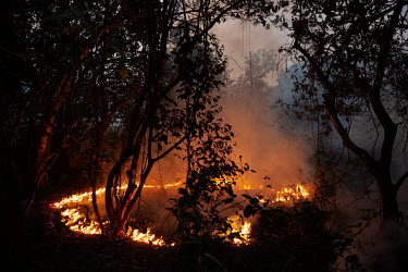 Fire consumes vegetation on the Sao Francisco Perigara farm in the Pantanal. The farm is home to one of the largest populations of hyacinth macaws in the world. About 95% of the farm's area was destro...