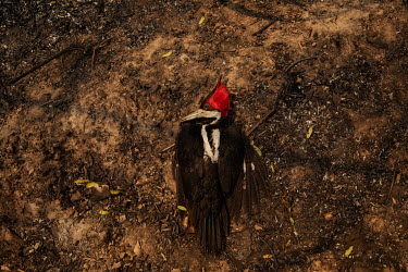 A woodpecker killed as a result of a forest fire that swept through the Santa Tereza farm in the Pantanal. The flames destroyed more than 60% of the 63,000 hectare property which is dedicated to lives...