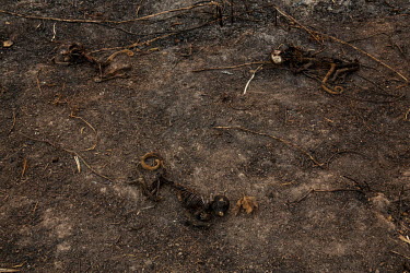 A group of carbonised monkeys lie on the smouldering ground in Barao De Melgaco, an area of the Pantanal devastated by a wildfires from which even the swiftest of animals could not escape.  Since th...
