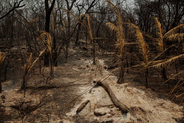 A thick layer of ash covers the ground after fire swept through forestland on the Santa Tereza farm in the Pantanal.  A bird left carbonised in the branches of a tree after it was burned to death by...