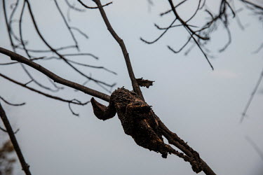 A bird left carbonised in the branches of a tree after it was burned to death by a forest fire that swept through the Santa Tereza farm in the Pantanal. The forest fires in the region were so intense...