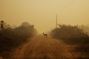 A deer crosses the Transpantaneira road in the Pantanal amidst the smoke from the wildfires.   Since the beginning of 2020, the Pantanal has been facing the largest destruction by burning in its his...