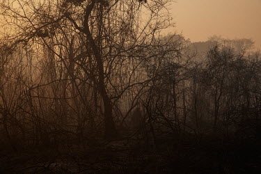 The burnt remnants a forest, alongside the Transpantaneira road in the Pantanal, that has been devastated by wildfires.   Since the beginning of 2020, the Pantanal has been facing the largest destru...