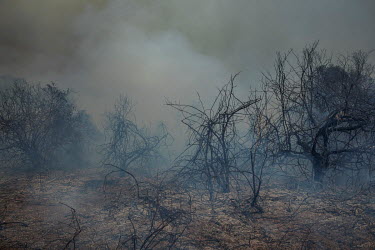 Smoke rises from a forest alongside the Transpantaneira road in the Pantanal that has been devastated by wildfires.   Since the beginning of 2020, the Pantanal has been facing the largest destructio...