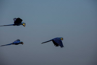 Hyacinth macaws carrying acuri palm nuts in their beaks as they fly over the Sao Francisco de Perigara farm in Barao De Melgaco in the Pantanal, which is home to one of the largest populations of hyac...