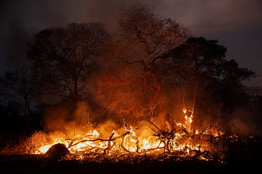 Fire consumes vegetation on the Sao Francisco Perigara farm in the Pantanal. The farm is home to one of the largest populations of hyacinth macaws in the world. About 95% of the farm's area was destro...
