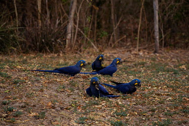 Hyacinth macaws eating acuri palm nuts in the Sao Francisco de Perigara farm, Barao De Melgaco in the Pantanal which is home to one of the largest populations of hyacinth macaws in the world. About 95...