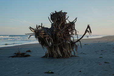 A tree that formerly adorned a property lost to coastal erosion in Ilha Comprida. Marine erosion is consuming beaches and entire homes along the coast of Sao Paulo state.