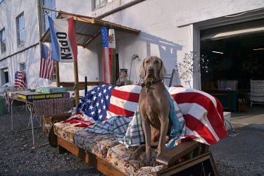 A dog sits on a sofa draped with the Stars and Stripes outside a (second hand) thrift store in McConnellsburg.