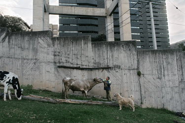 Gerardo Carmona ties a rope to lead his bull after a long day of work beside a wall that surrounds a road bridge and a luxury residential development.