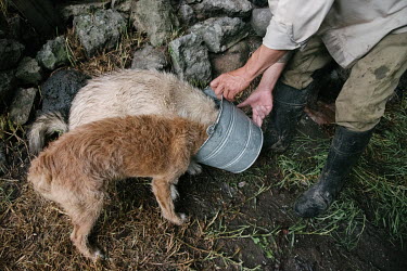 Gerardo Carmona feeds fresh milk to his dogs.