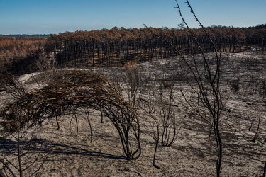 Ash lies on the ground beneath burnt trees in Pinhal de Leiria, a forest reserve that was destroyed by the wildfires that hit central Portugal in 2017. In that year, 115 people lost their lives and at...