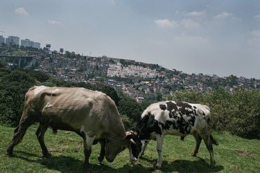 Gerardo Carmona's bulls fight on a hill that overlooks the expanding suburb of Santa Lucia.